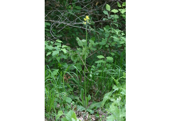 Trauben-Pippau (Crepis praemórsa) - © Emanuel Trummer